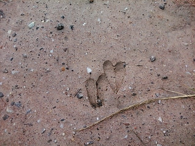 Buck footprints on my hiking path along the Plettenberg Bay coastline.