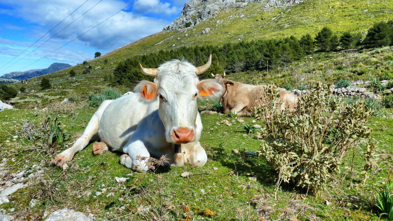 This cow is a happy spanish cow