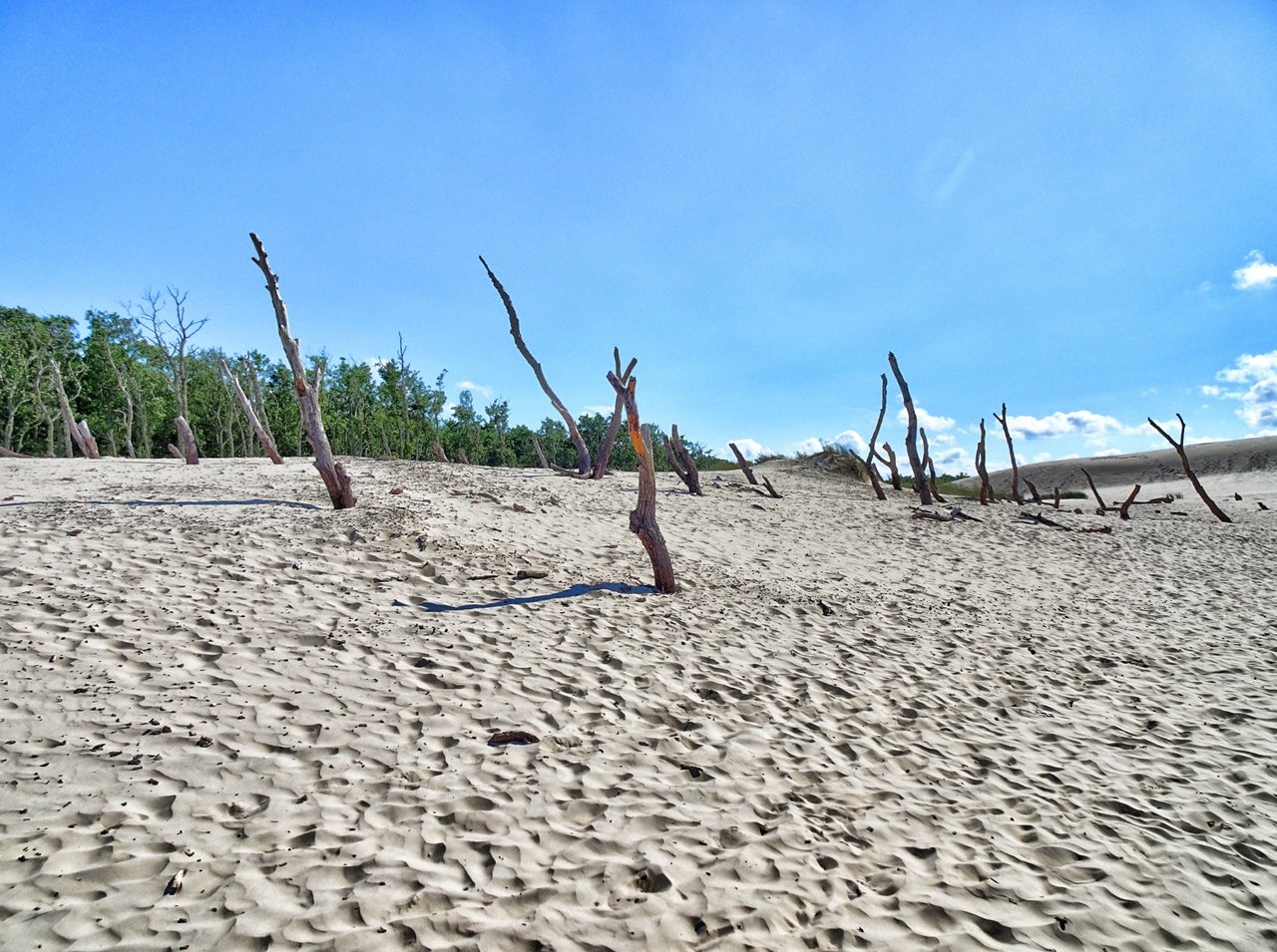 The sand eats the trees