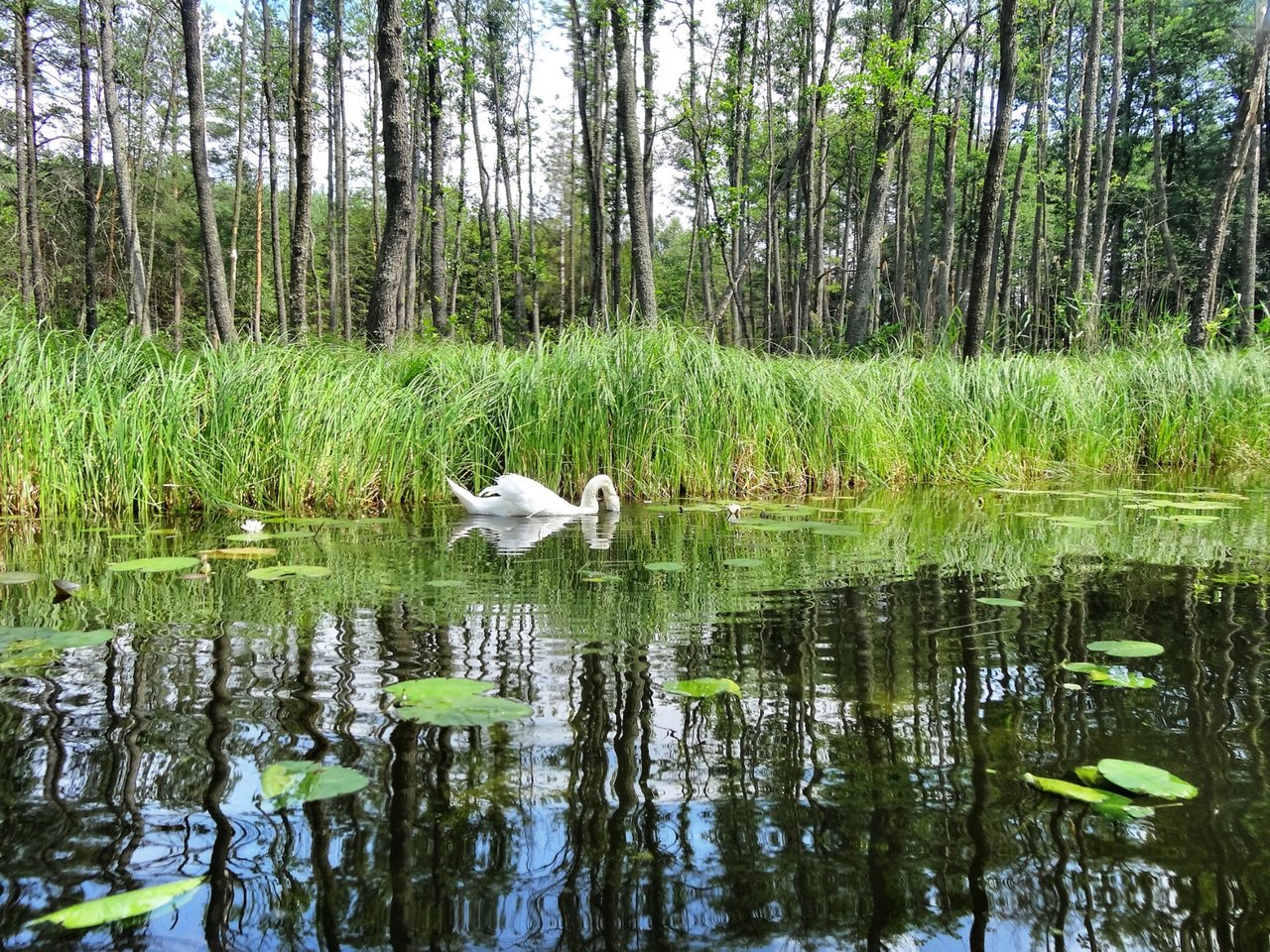 One of many swans