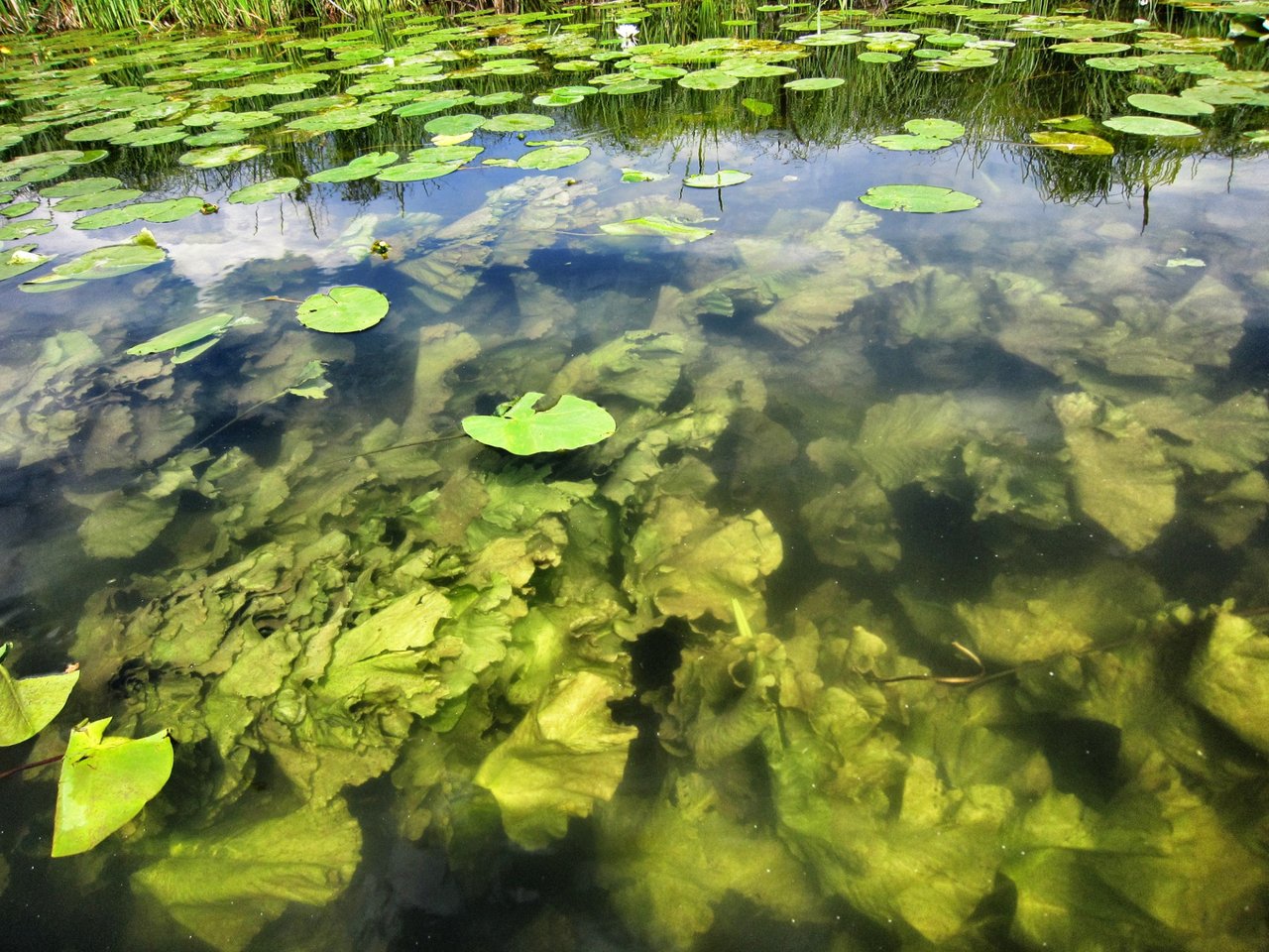 It is water over the plants