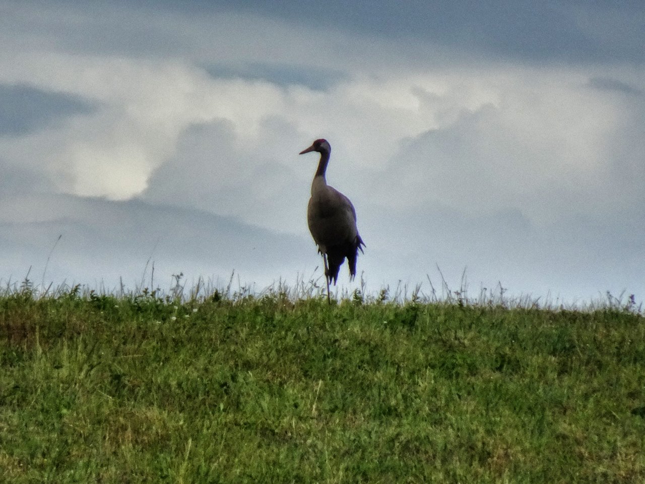 The Cormoran is looking for the sundown