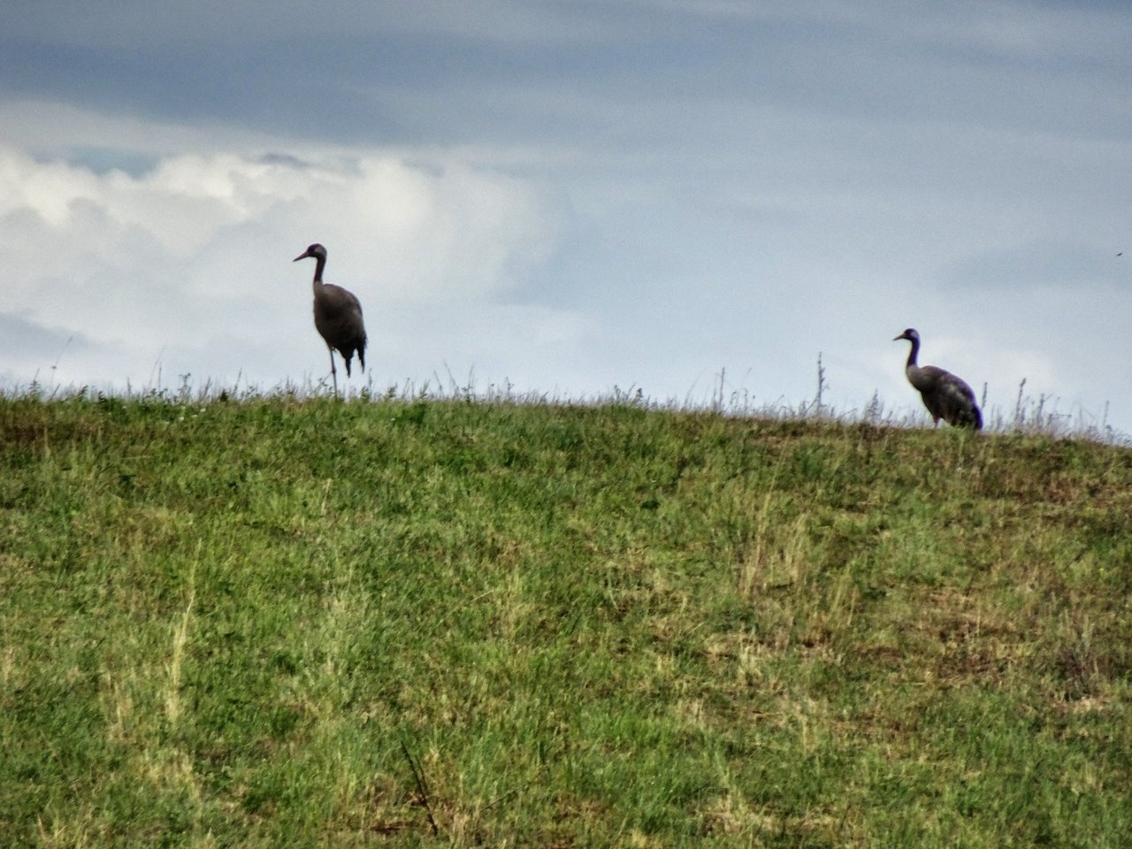 Two Cormorans, so proud