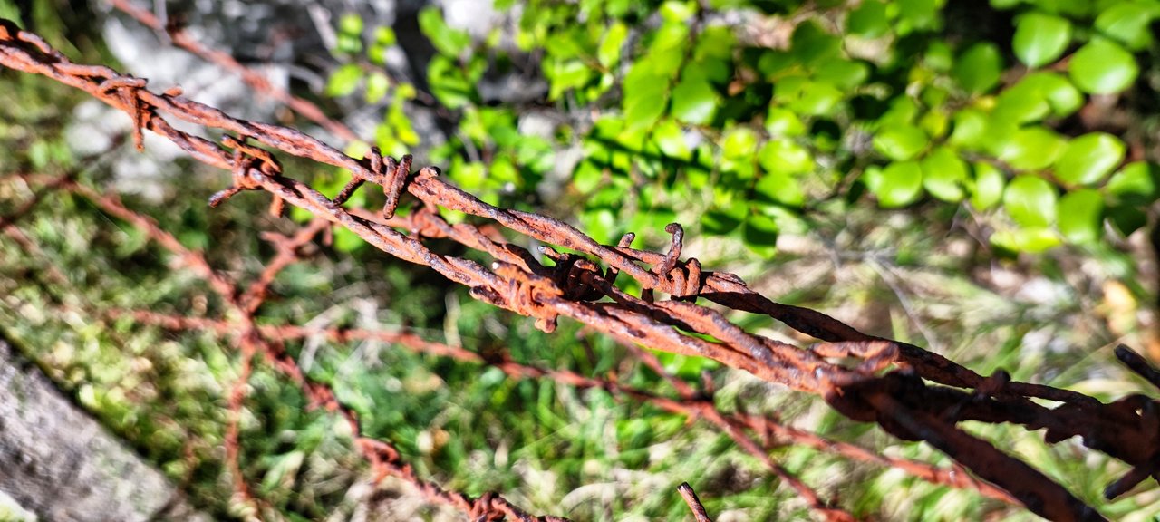 Very old barbered wire