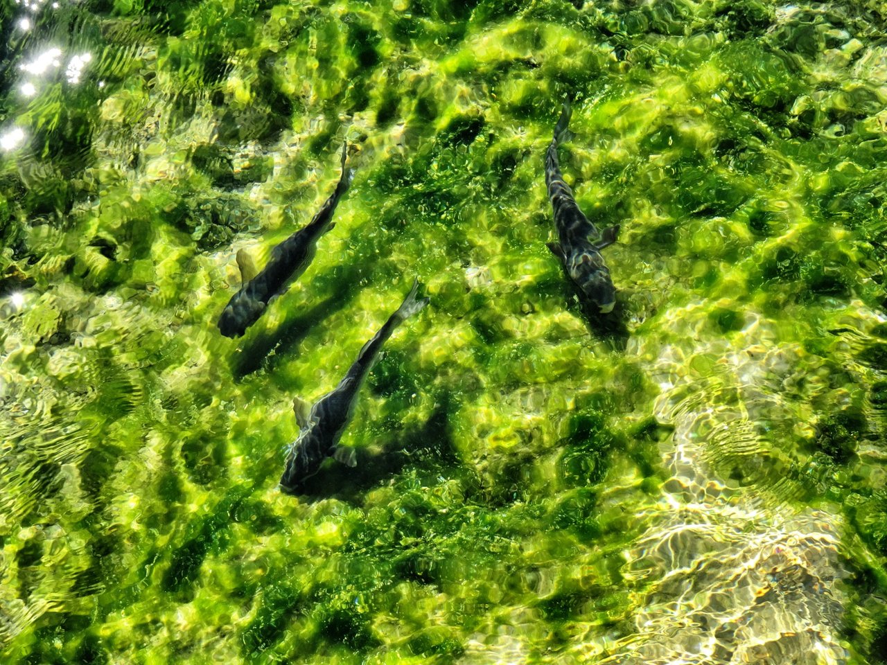 Fish in very clear water