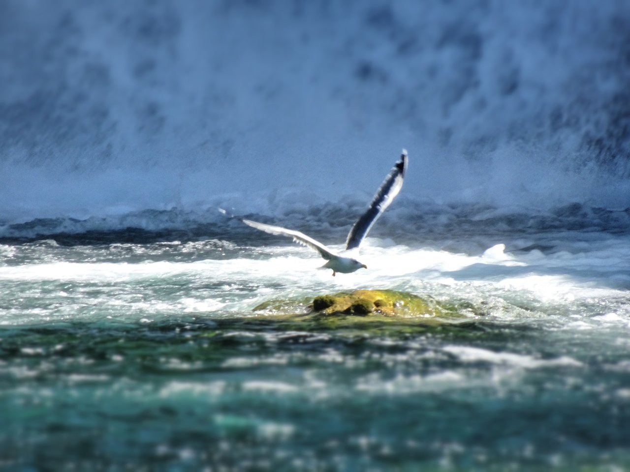 A gull is landing on one of the small islands