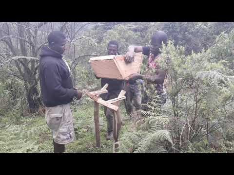 How to make forest conservation sustainable? Is beekeeping the answer?