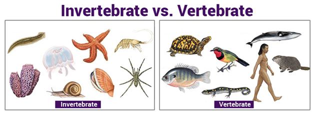 how are the skeletons of vertebrates and invertebrates different