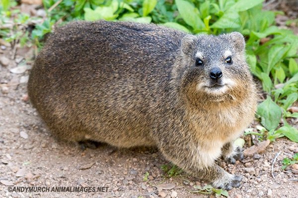 The reason why a rock badger (Dassie) does not have a tail - Children's ...