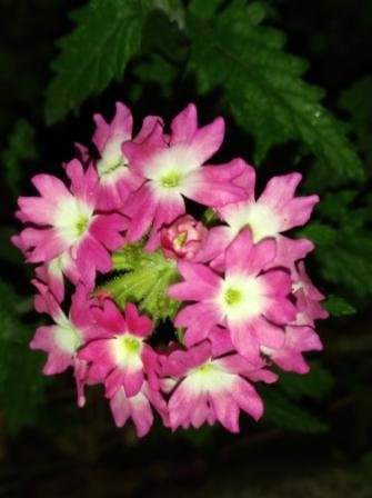 IMG_20191006_182904.jpg