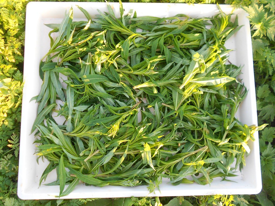 And why is the plant Ivan-tea so called Where did this name come from And why is the plant Ivan-tea so called Where did this name come from