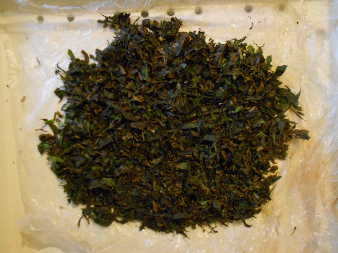 And why is the plant Ivan-tea so called Where did this name come from And why is the plant Ivan-tea so called Where did this name come from