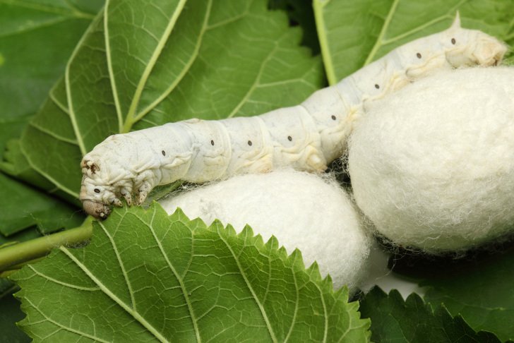 Silkworm