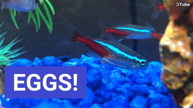 Woah I Caught My Neon Tetra Laying Eggs On Camera Steemkr