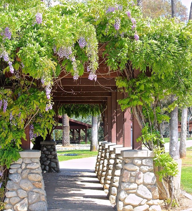 Wisteria arbor