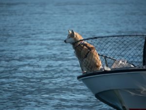 Dog on a boat