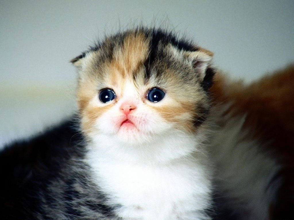 Photo for cute baby cats