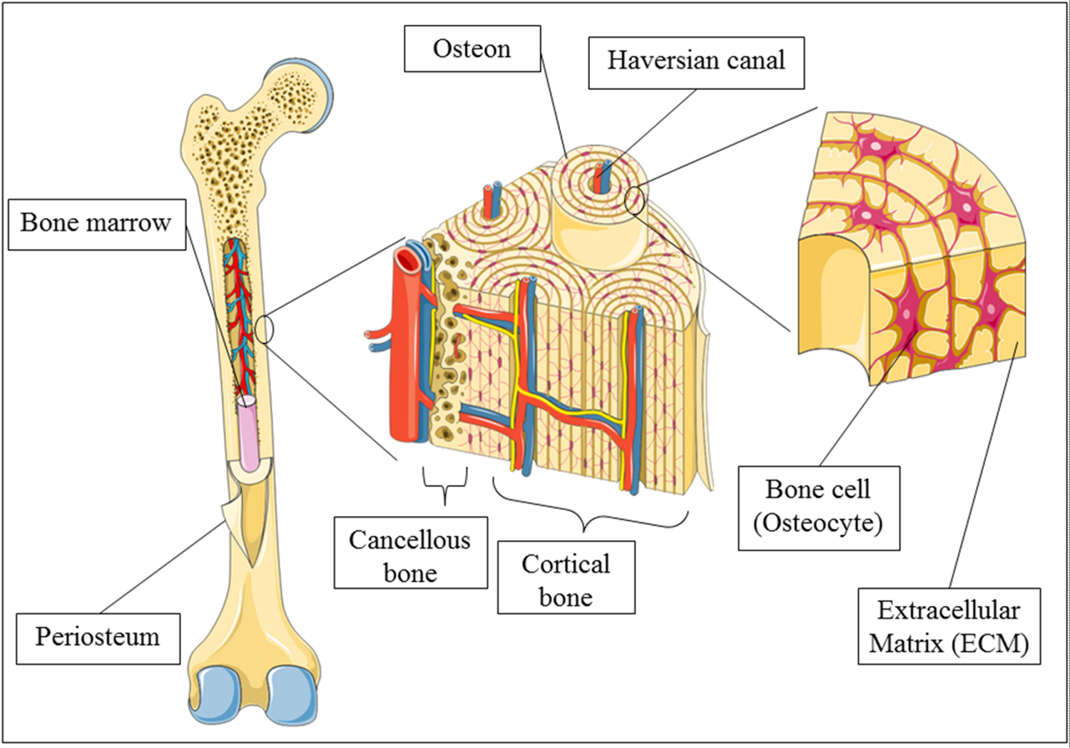 Inside Of Bone Diagram Labeled