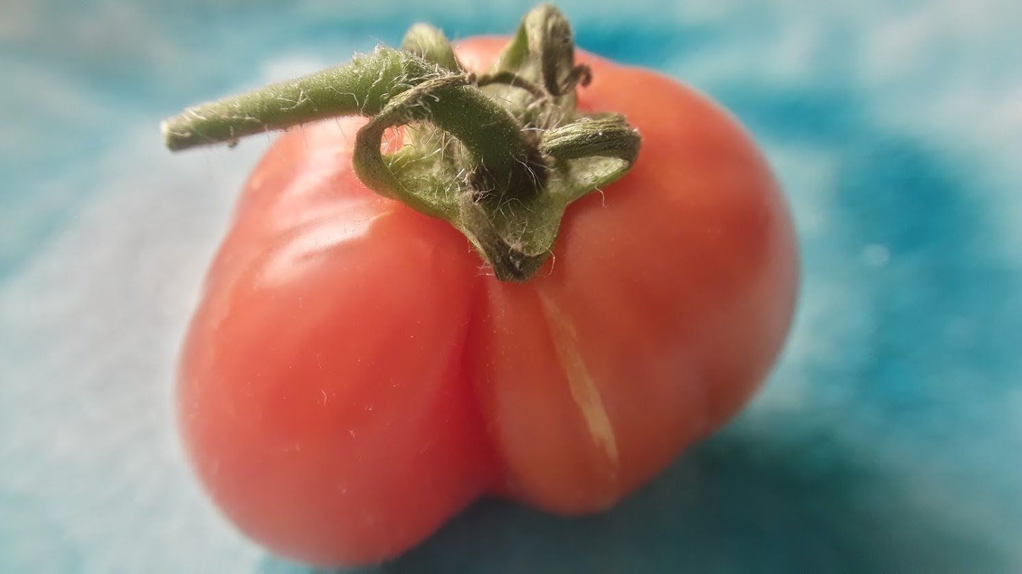 A macro photo of a small tomato. (100/365)