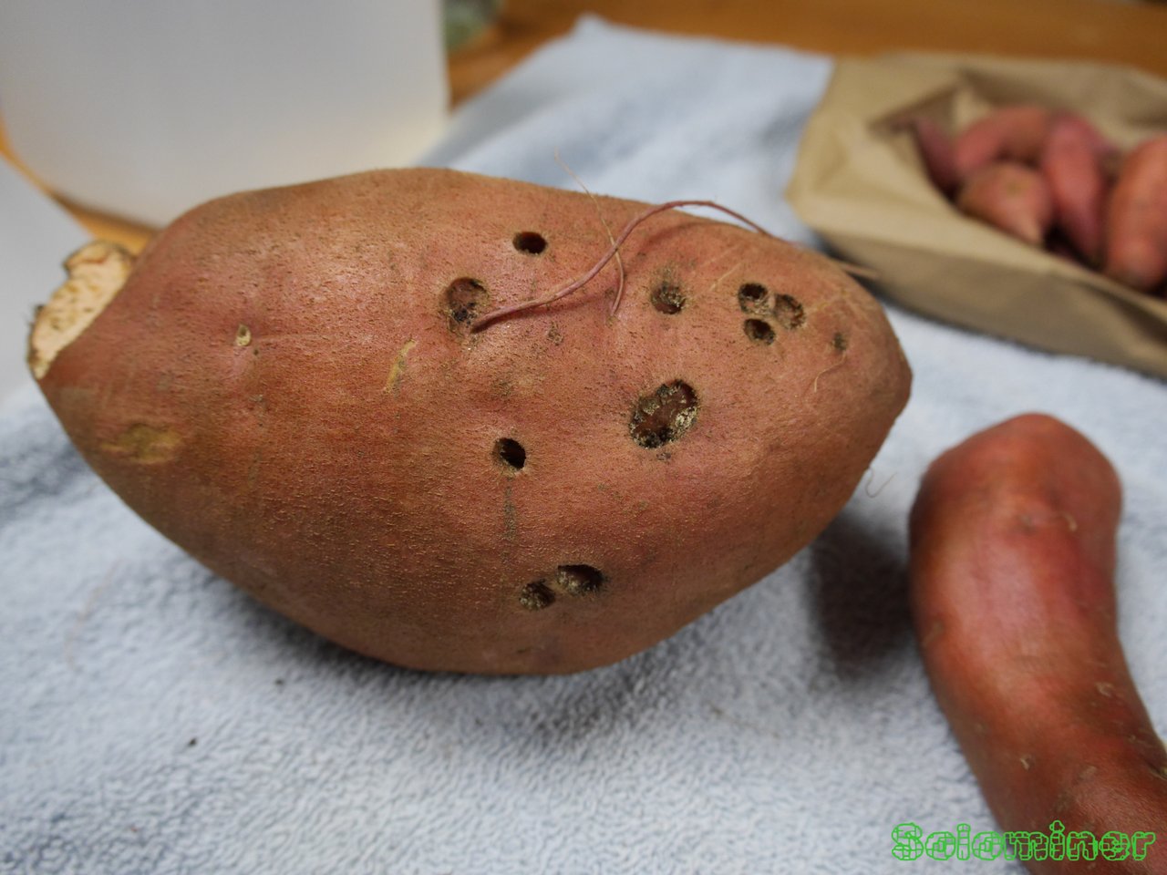 A closer look at the Sweet Potato harvest