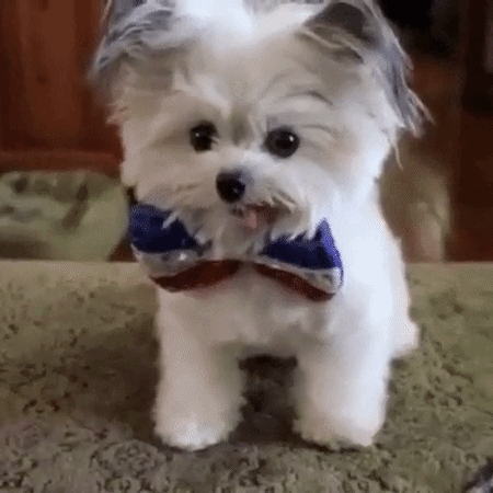 Top funny Animal Gifs of the month by @aaaahhhh Laugh for life :) — Steemit