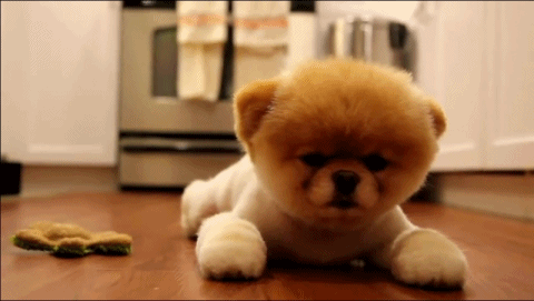 CUTENESS OVERLOAD.  Puppies gif, Cute puppies, Cute puppy videos