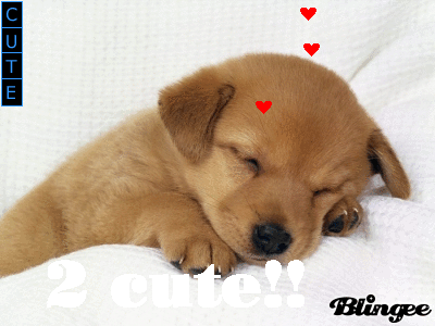 CUTENESS OVERLOAD.  Puppies gif, Cute puppies, Cute puppy videos