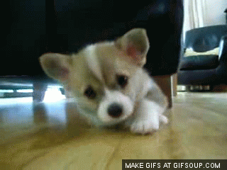 The Absolutely Cutest Puppy GIFs Ever