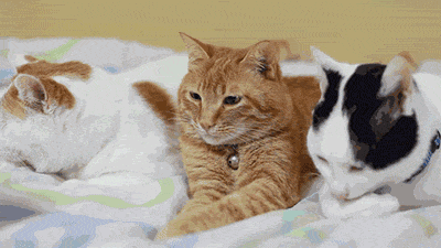 Top funny Cats Gifs of the Day by @aaaahhhh Laugh for life :) — Steemit
