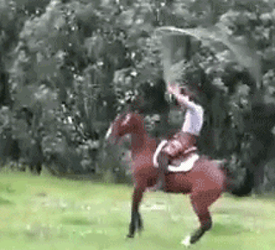 Image result for MAKE GIFS MOTION IMAGES OF IDIOTS DEALING WITH HORSES