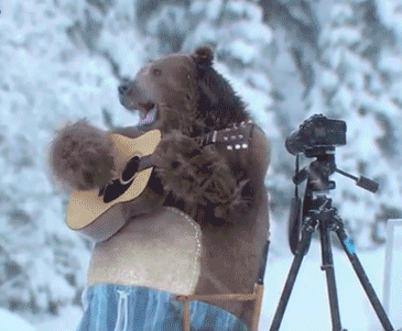 Top funny Bear Gifs of the Day by @aaaahhhh Laugh for life :) — Steemit