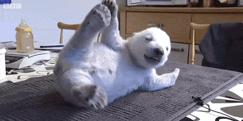 Top funny bear Gifs of the Day by @aaaahhhh Laugh for life :) — Steemit