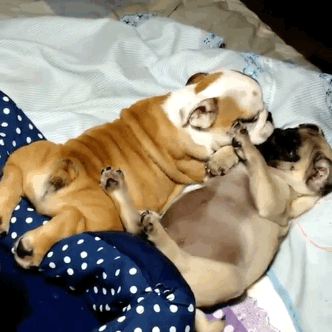Top funny dog Gifs of the Day by @aaaahhhh Laugh for life :) — Steemit