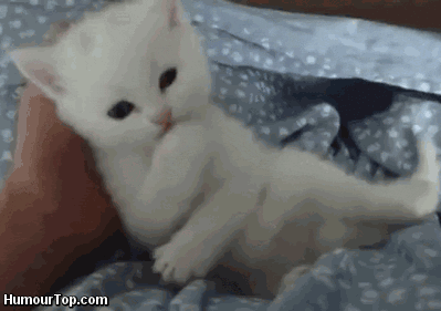 Cat Fun Cats Fun GIF - CatFun CatsFun FunnyCat - Discover & Share GIFs