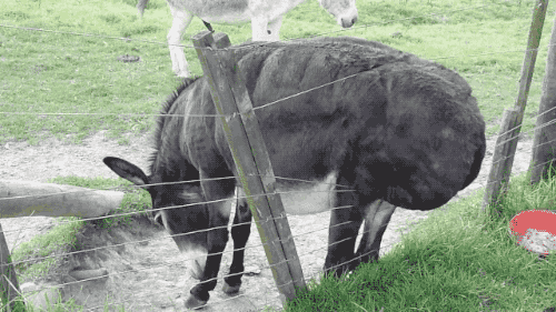 this looks like a job for me gif donkey