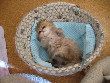 Top funny Pet Gifs of the Day by @aaaahhhh Laugh for life :) — Steemit