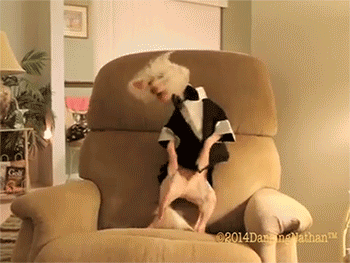 Top funny dog Gifs of the Day by @aaaahhhh Laugh for life :) — Steemit