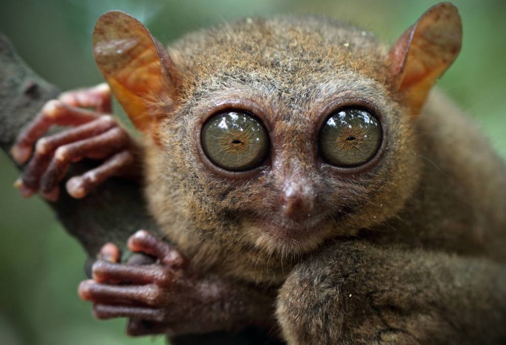 Amazing Nature 46 Tarsier Ghost Tarsius Tarsier Steemkr