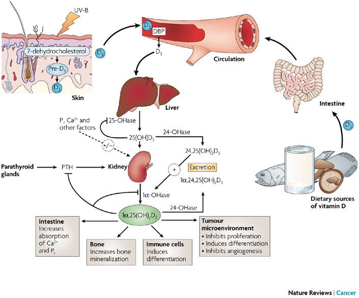 Vitamin D synthesis takes some major TEAMWORK