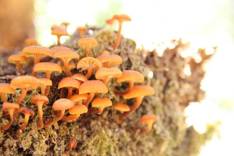 Pumpkin colored mushrooms — Steemit