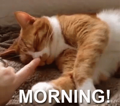 Topic des chats - Page 30 Tenor