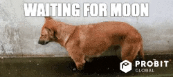 randomgif