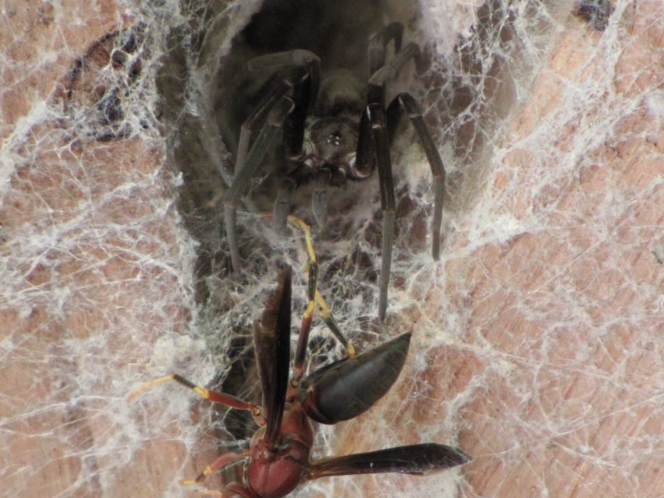 The spider and the wasp - a life and death battle photograph by Meredith Loughran