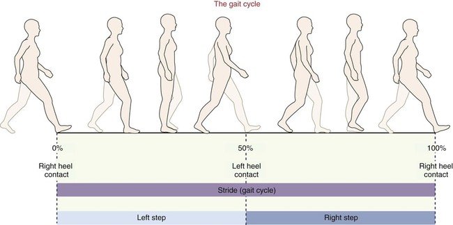 The Gait System | How Gait Recognition Works & Physiotherapy