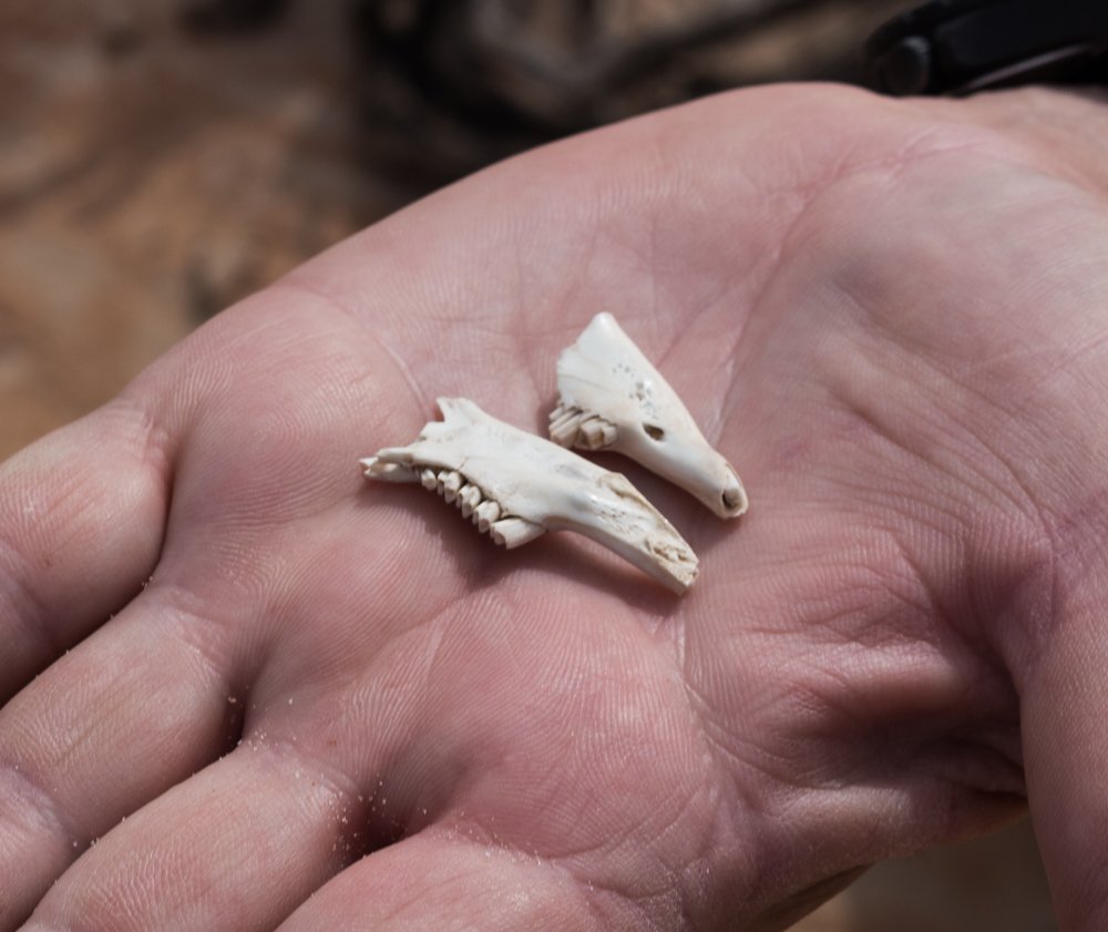 Ancient bilby bones