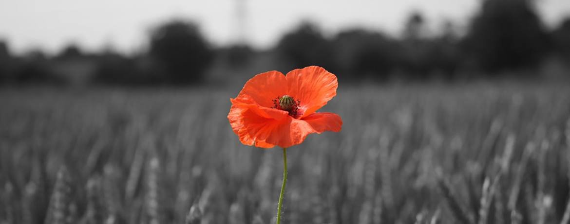 dickturpin's twitter Feed : 2018/11/11 09:55:03