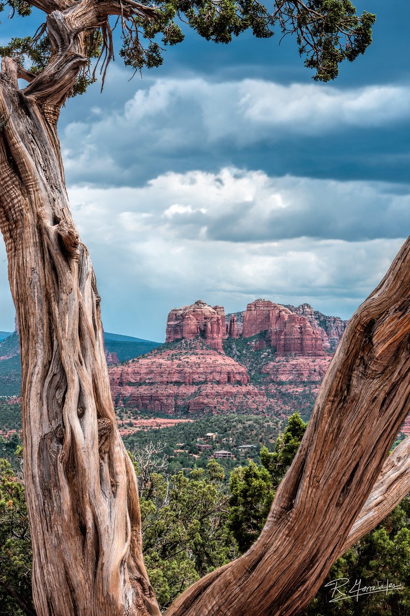 Sedona Tree