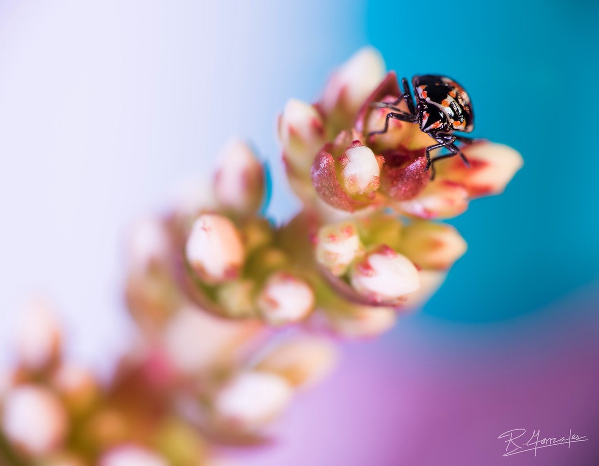 Spotted-Lady-Bug-Spotted-Black-Orange-Flowers