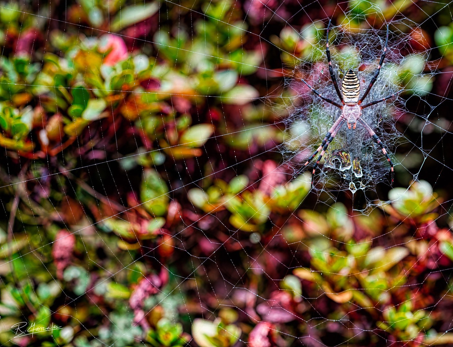 Japan-Spider-Web-Fine-Art-Photography