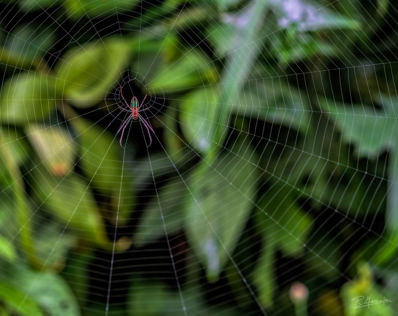 Japan-Shiny- Spider-Web-Fine-Art-Photography